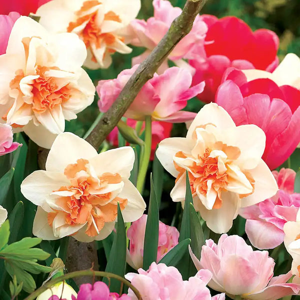 Replete Daffodil