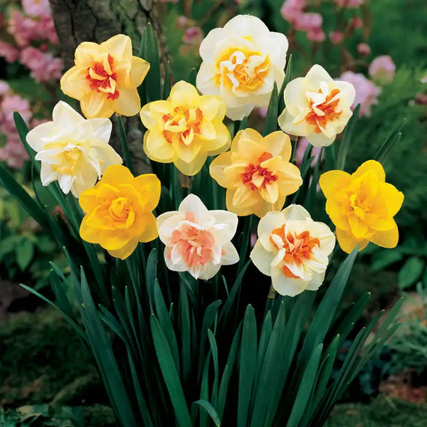 Double Daffodil Mix