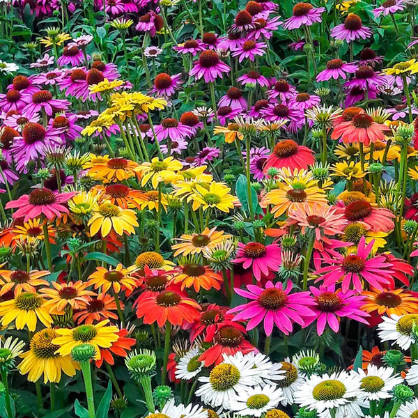 Coneflower Mix