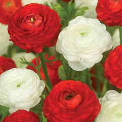 Ranunculus Bulbs Peppermint Twist Ranunculus Duet Corms Growing Bonsai Roots Rhizomes Tubers Potted Planting Reblooming Fragrant Garden Species Blooms Flower Seeds Plant Gardening
