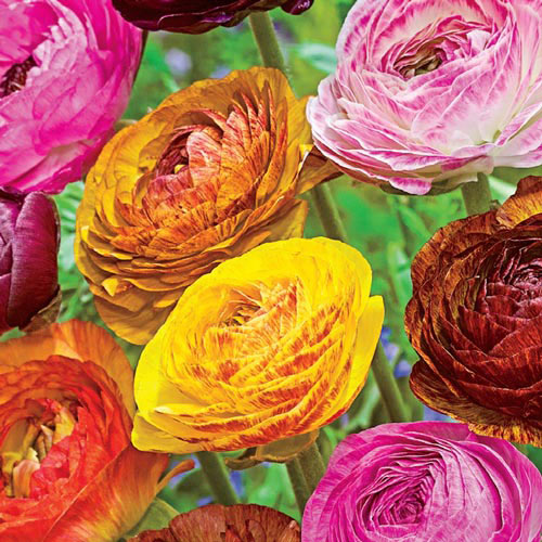 Mix Ranunculus  Corms Bulbs Growing Bonsai Roots Rhizomes Tubers Potted Planting Reblooming Fragrant Garden Species Blooms Flower Seeds Plant Gardening