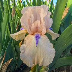 Concertina Reblooming Bearded Iris