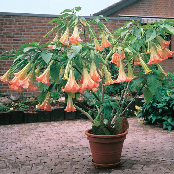 Pink Angel Trumpet