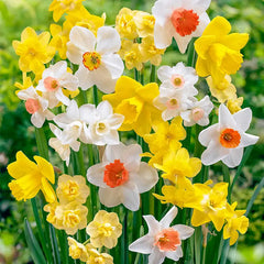 Fragrant Daffodil Mix