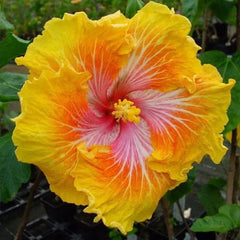 Beautiful Cosmic Dancer Hibiscus
