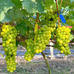 Shine Muscat Tree Seeds-Sunshine Rose Grape（Can be potted）