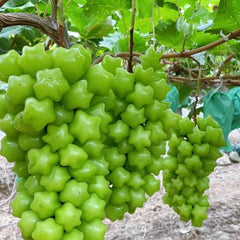 Hot Sale Rare And Beautiful Breed Star Grape Seeds