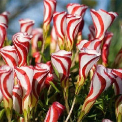 Candy Cane Oxalis Versicolor Plant Seeds