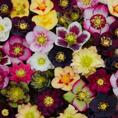 Carnival Hellebore Collection - Christmas Rose