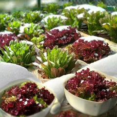 Coffee Leaf lettuce Seeds