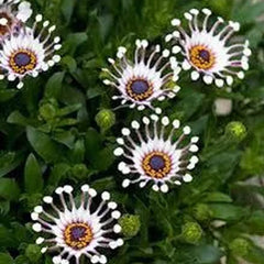 Osteospermum Mix Seeds Spider Daisy Rare