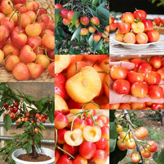 Golden Cherry Seeds