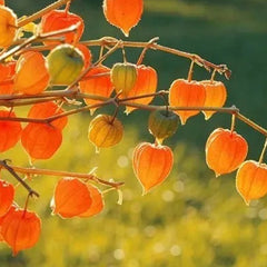 Lantern Cherry Seeds Winter Ground Cherry Strawberry Ground Cherry