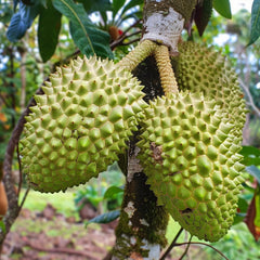 Giant Soursop Seeds for Planting, Annona Muricata, Graviola, Guyabano, Sirsak,  Tasty Tropical Native Fruit Tree