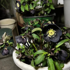 Christmas Rose-Black Hellebore