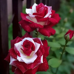 Red Heart Twin Rose Seeds