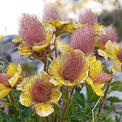 Prairie Smoke Flower Seeds