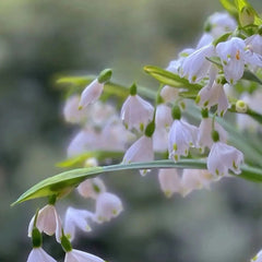 Summer Snowflake PureBeauty, Fresh Starts