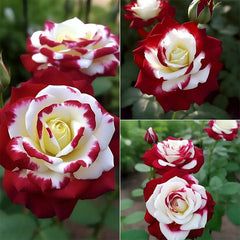 Rare Twin Roses-Sunset Glow