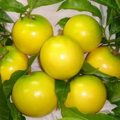Golden Fruit Seeds Abiu Fruit Pouteria Caimito