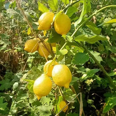 Perfume Lemon Seeds  High Germination Rate - Year Round Blooms and Fruits