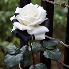 Rare Black and White Twin Roses