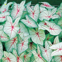 Coleus Bonsai Flower Leaf Plants Rainbow Dragon Seeds