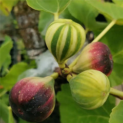 Rainbow Figs Seeds higher quality