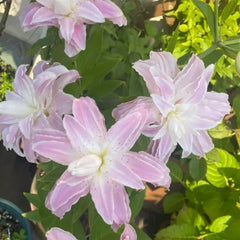 Lily Seeds