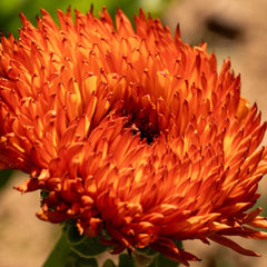 Neon Calendula