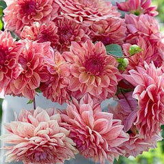 Red & White Mixed Dahlia Seeds