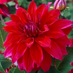 Dinner Plate Collection Dahlia Bulbs Perennial Growing Bonsai Roots Rhizomes Corms Tubers Potted Planting Reblooming Fragrant Garden Species Blooms Flower Seeds Plant Gardening