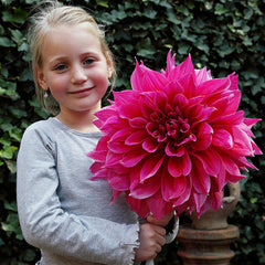 Dinner Plate Collection Dahlia Bulbs Perennial Growing Bonsai Roots Rhizomes Corms Tubers Potted Planting Reblooming Fragrant Garden Species Blooms Flower Seeds Plant Gardening