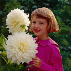Dinner Plate Collection Dahlia Bulbs Perennial Growing Bonsai Roots Rhizomes Corms Tubers Potted Planting Reblooming Fragrant Garden Species Blooms Flower Seeds Plant Gardening