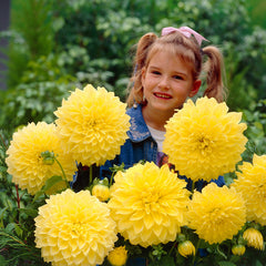 Dinner Plate Collection Dahlia Bulbs Perennial Growing Bonsai Roots Rhizomes Corms Tubers Potted Planting Reblooming Fragrant Garden Species Blooms Flower Seeds Plant Gardening