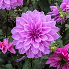 Dinner Plate Collection Dahlia Bulbs Perennial Growing Bonsai Roots Rhizomes Corms Tubers Potted Planting Reblooming Fragrant Garden Species Blooms Flower Seeds Plant Gardening