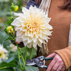 Dinner Plate Collection Dahlia Bulbs Perennial Growing Bonsai Roots Rhizomes Corms Tubers Potted Planting Reblooming Fragrant Garden Species Blooms Flower Seeds Plant Gardening