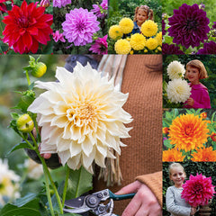 Dinner Plate Collection Dahlia Bulbs Perennial Growing Bonsai Roots Rhizomes Corms Tubers Potted Planting Reblooming Fragrant Garden Species Blooms Flower Seeds Plant Gardening