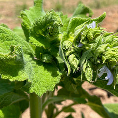 Clary Sage