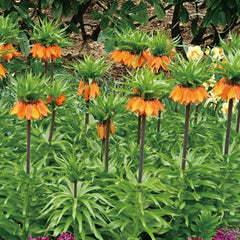 Fritillaria Crown Imperial Aurora