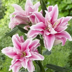 Oriental Perfume Lily Seeds