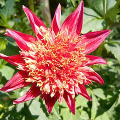 Rare Dahlias