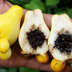 Nipple Fruit Seeds Titty Fruit Apple of Sodom Nipplefruit Bizarre Fruit in the Solanum Family