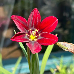 The Stunning Tricolor Wandflower Seeds Collection