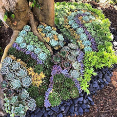 Mixed Color Rare Succulents Seeds Garden and Home Bonsai Flower Plant