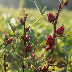 Hibiscus Flower Roselle Seed
