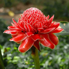 Porcelain rose seeds Etlingera elatior Torch Ginger