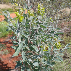 Green Birdflower