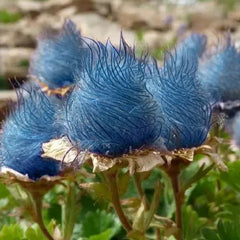 Blue Prairie Smoke Flower