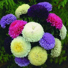 Peony Aster Mix for Planting